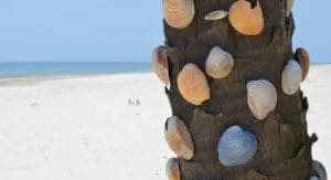 Shells on the beach on St George Island Florida