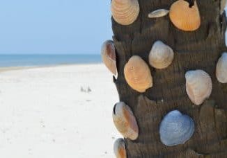 Shells on the beach on St George Island Florida